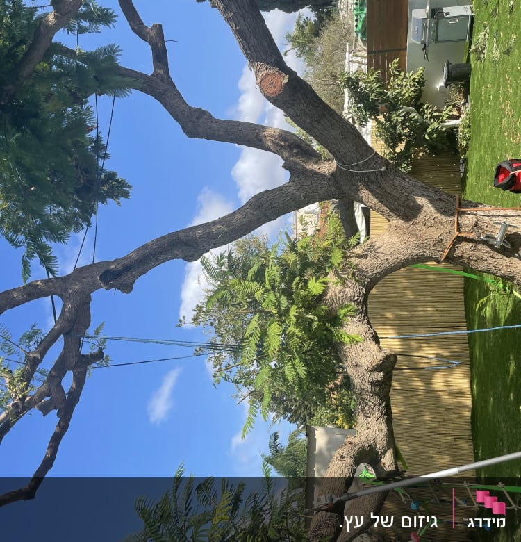 עץ גזום עם חבלים וכלי גיזום